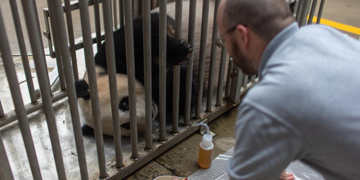 Giant panda Mei Xiang lies down in a training chute for a voluntary ultrasound