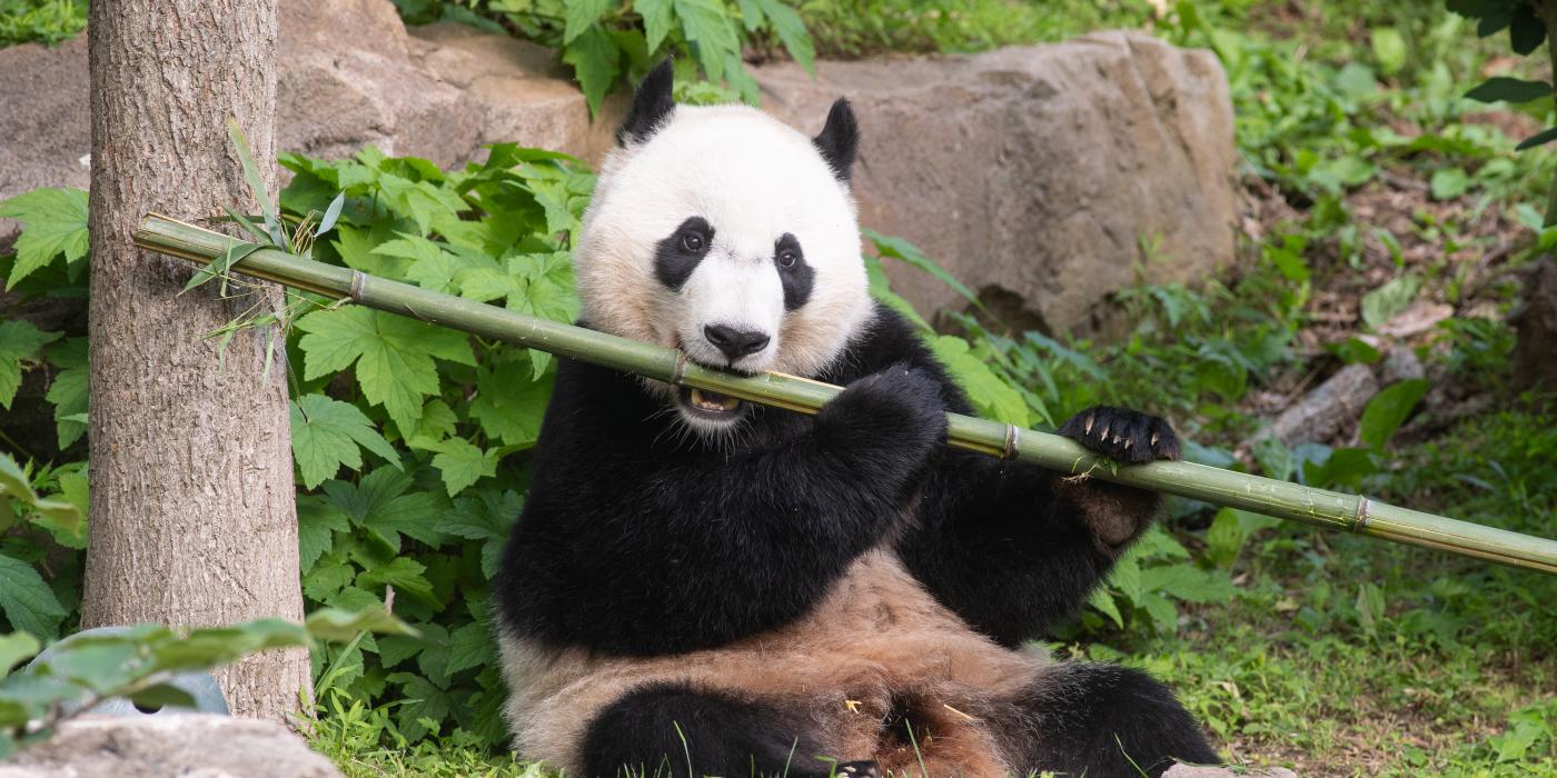 Giant panda Bei Bei munches on a stalk of bamboo.