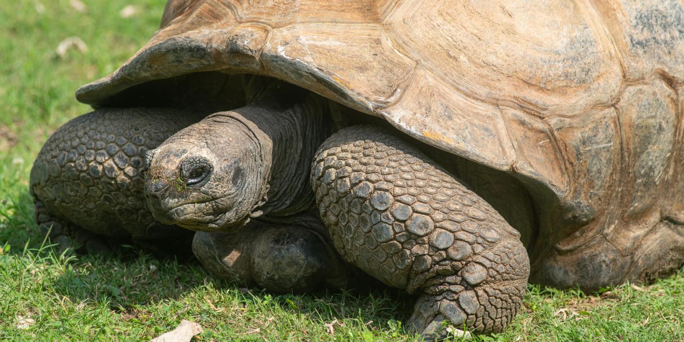 An Aldabra tortoise suns himself on the grass outside. 