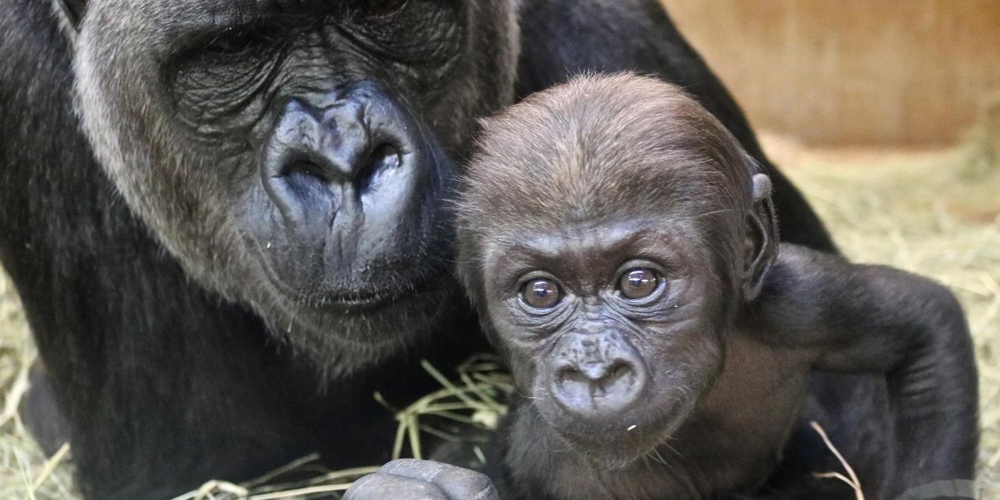 Western lowland gorilla Calaya and her 9-week-old son, Moke. 