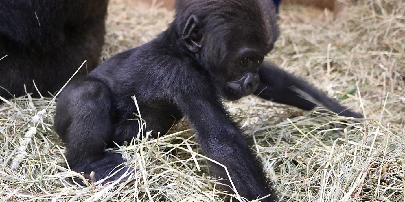 Three-month-old western lowland gorilla Moke attempts to walk. 