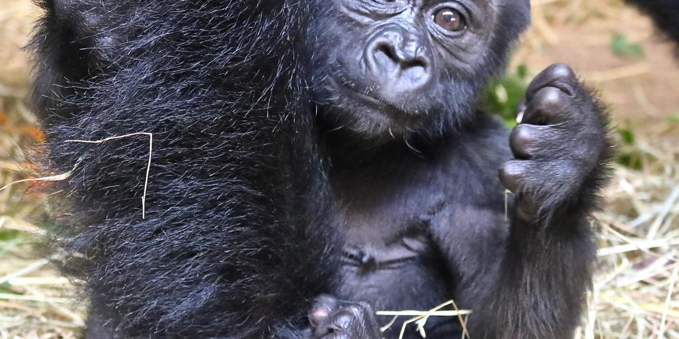 15-week-old gorilla Moke shows his foot to the camera. 