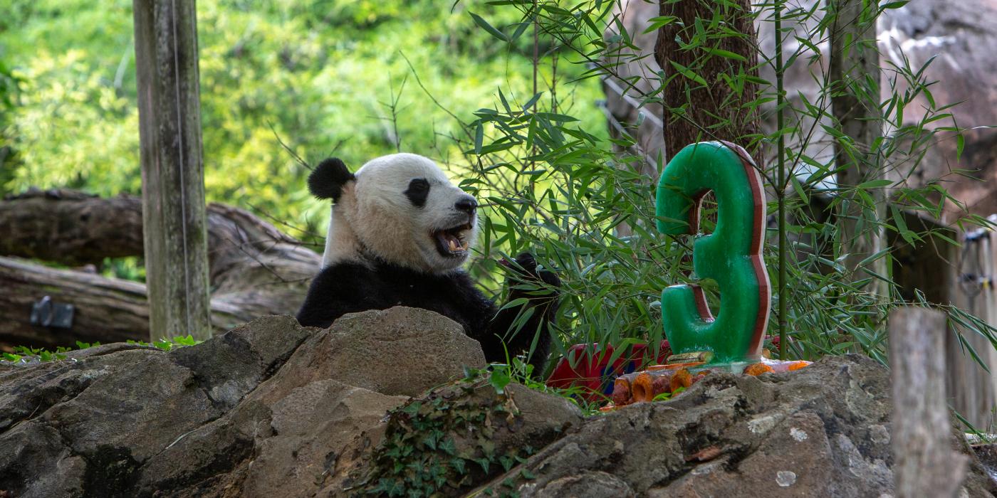 Bei Bei celebrates his birthday with a special cake at the Smithsonian's National Zoo. 