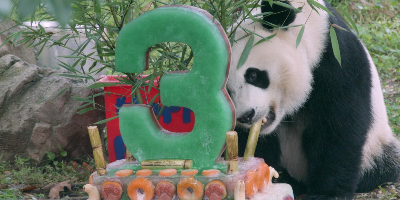 Bei Bei turns three years old. 