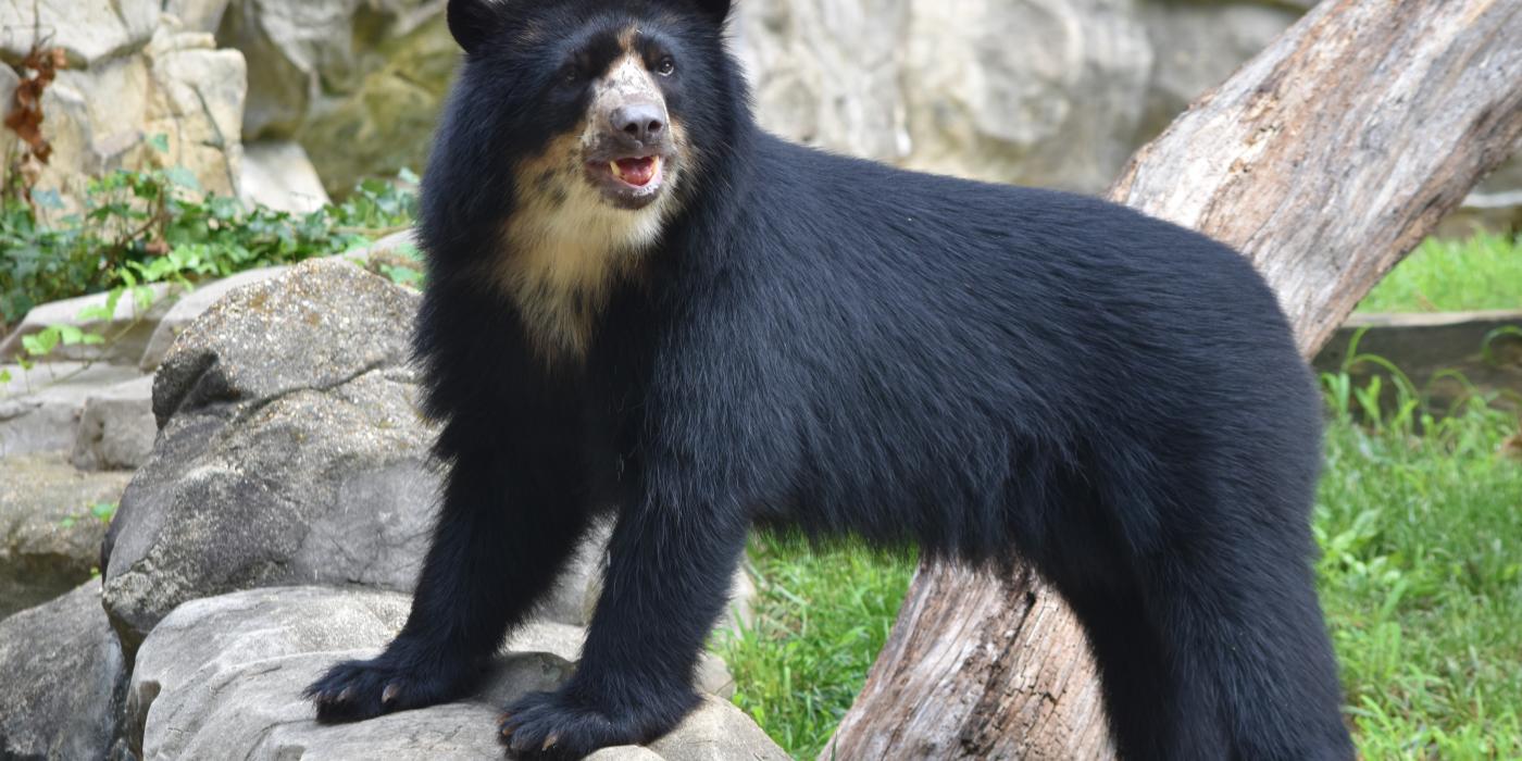 Andean Bear Beorn