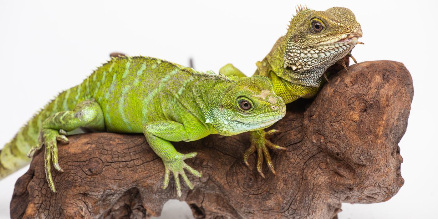 Asian water dragon mother (top) and parthenogenic offspring (bottom).