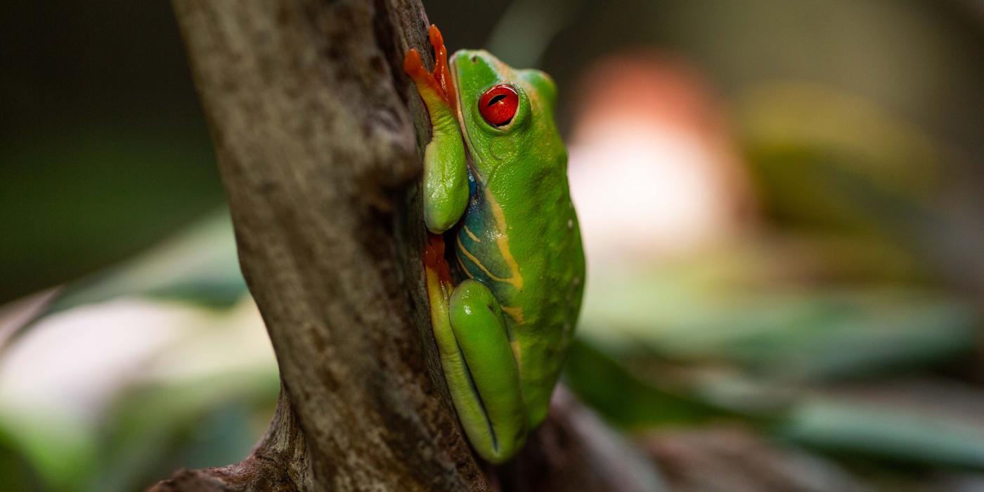 A red-eyed tree frog resting vertically against a tree branch. Its eyes are open, and its legs are tucked under its body