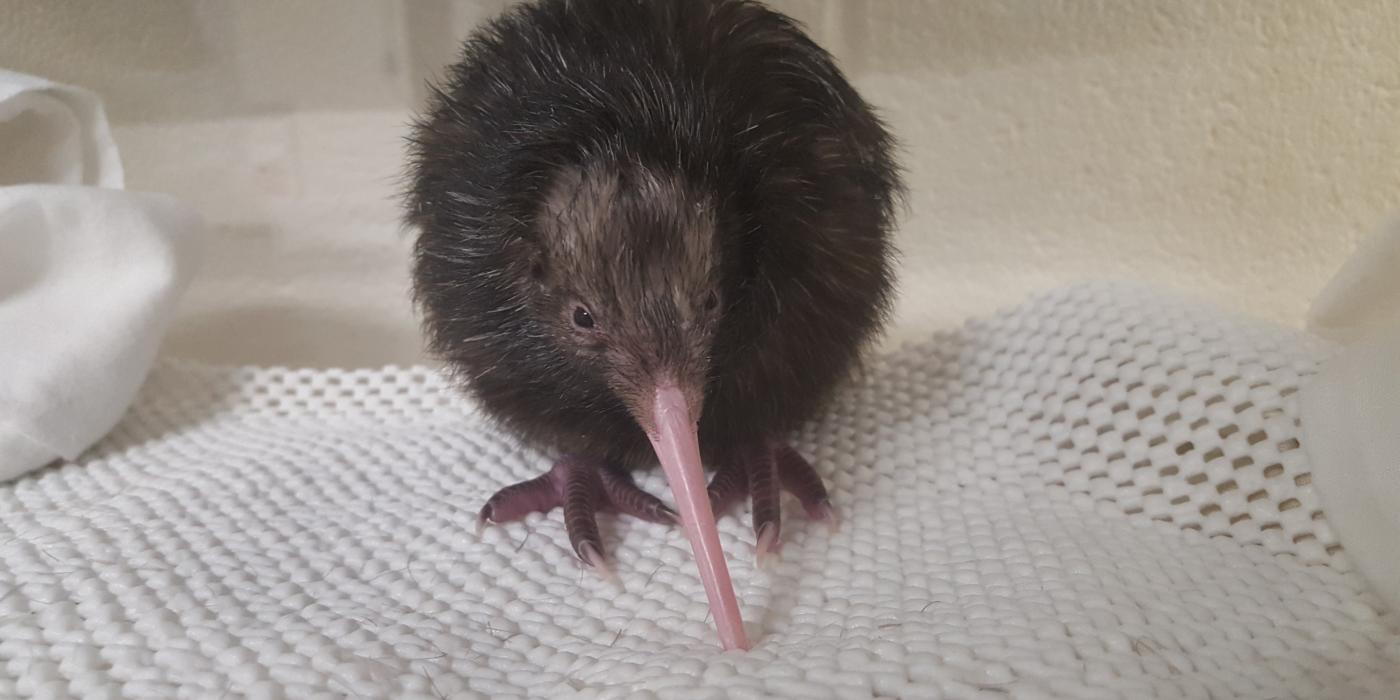 A kiwi chick standing on a small white towel