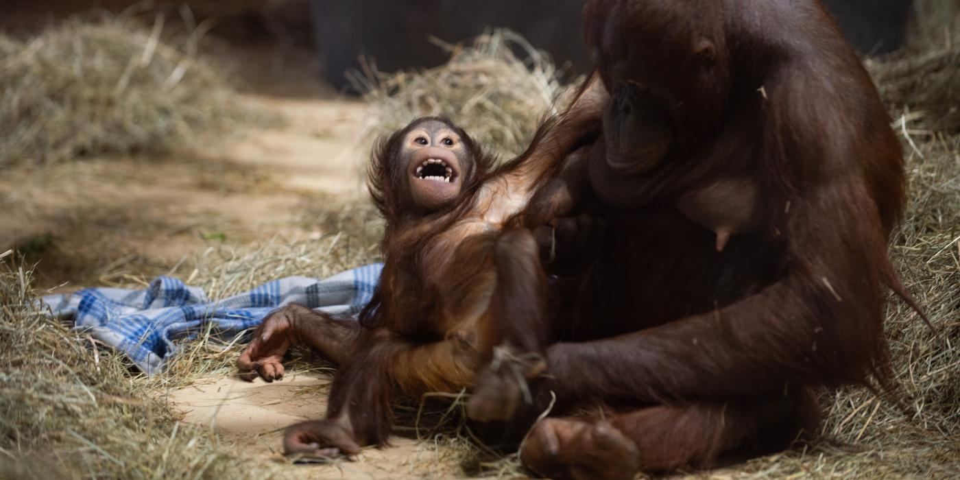 Redd and Batang at the Zoo's Think Tank exhibit. 