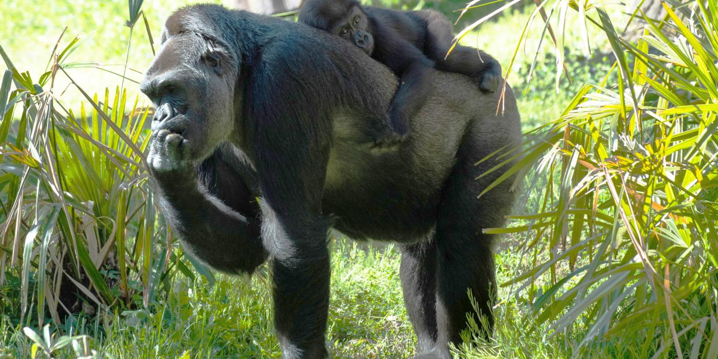 Gorillas Calaya and Moke at the Great Ape House outdoor yard. 