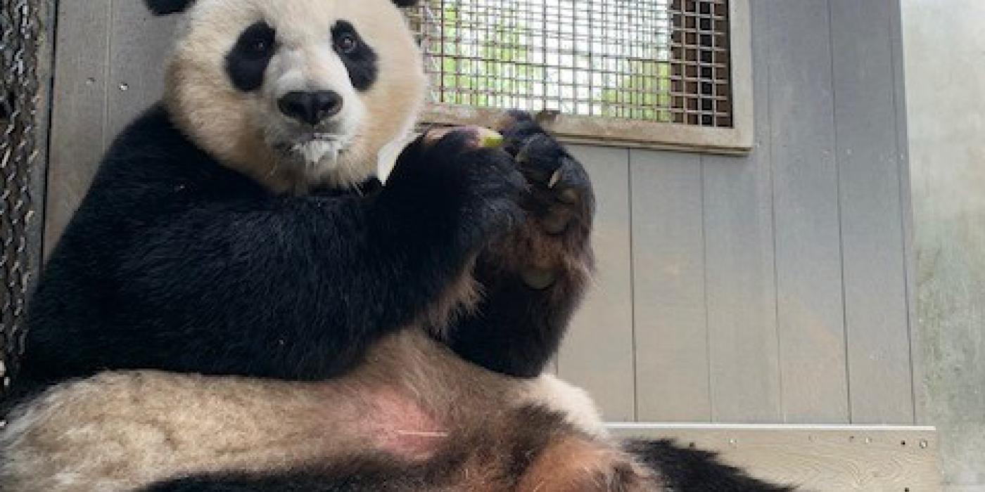 Mei Xiang eating a fruitsicle. 