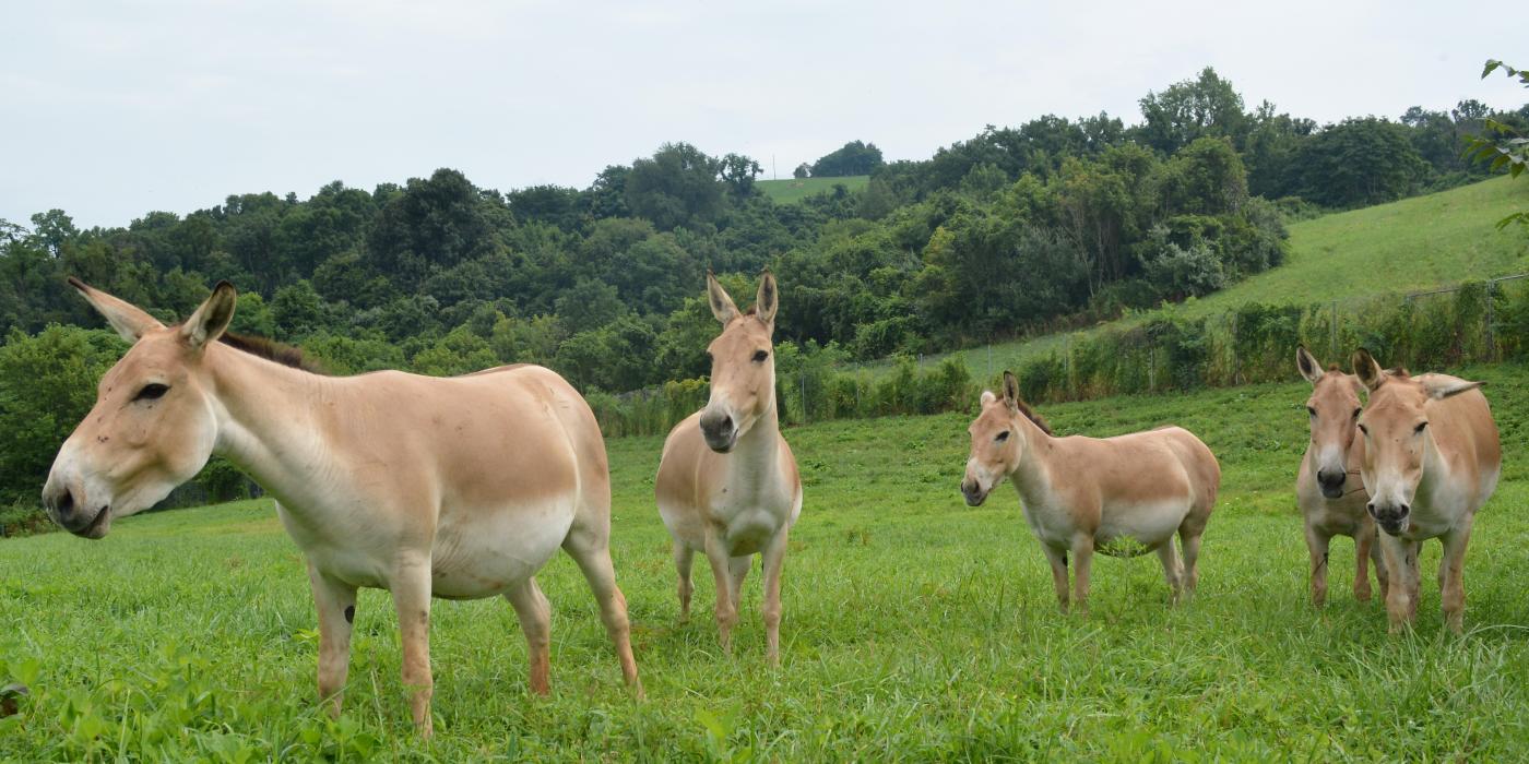 Five female Persian onagers in a field. 