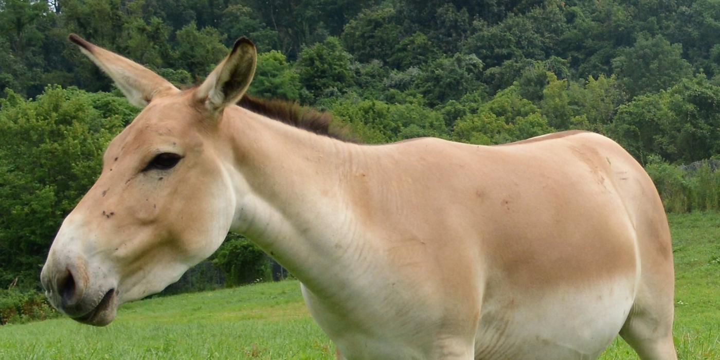 A female Persian onager, a light tan colored wild ass, in a grassy pasture. 