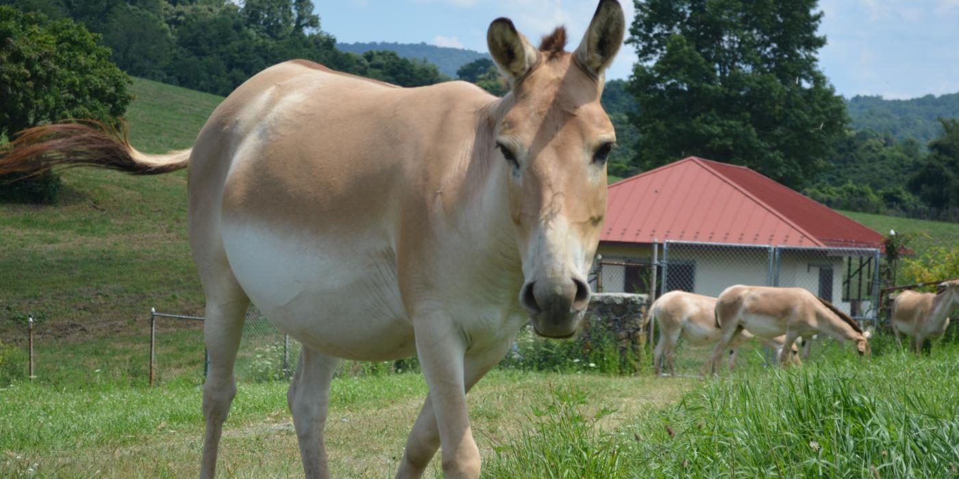 A female onager with the rest of her herd grazing behind her. 