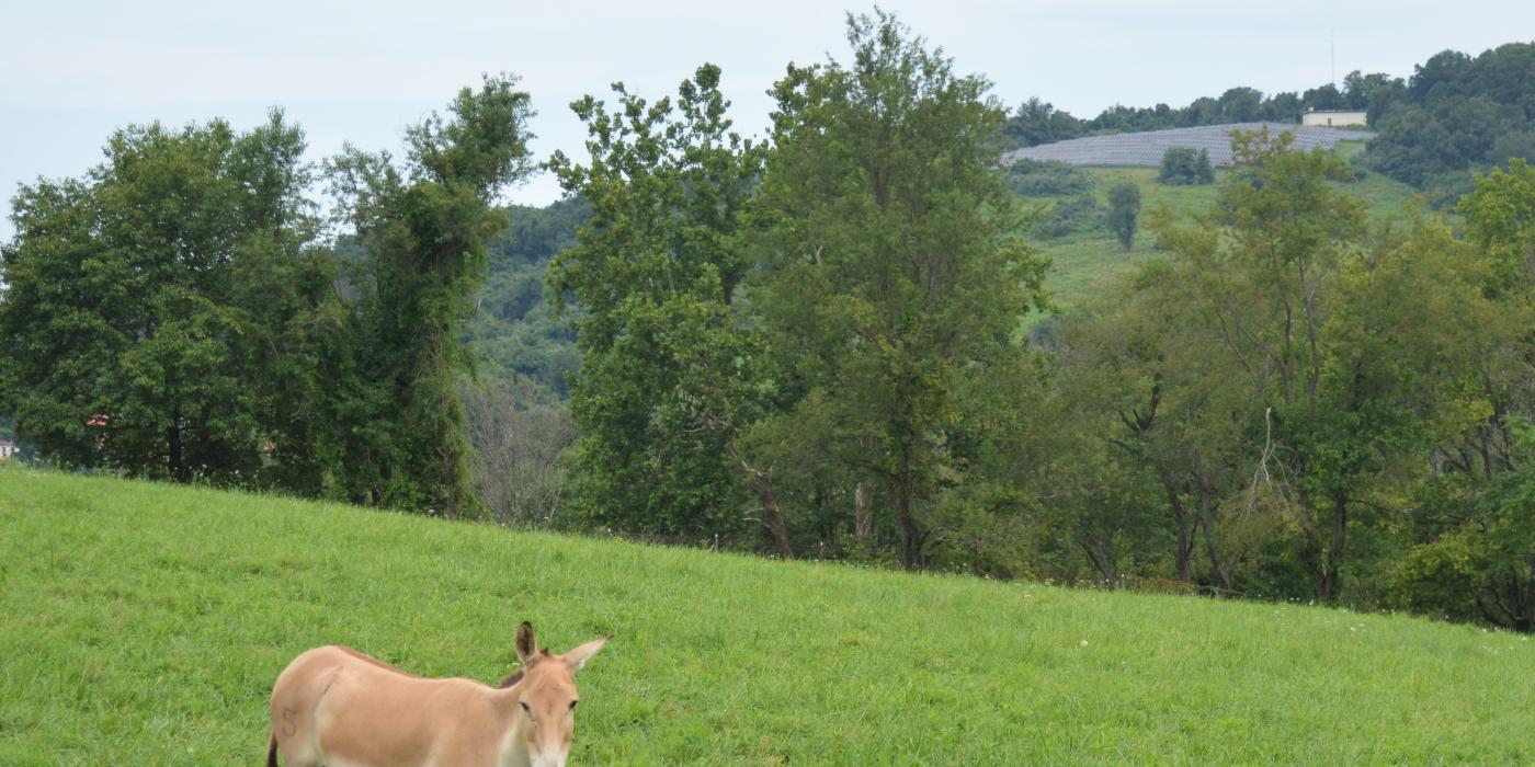 A female Persian onager, a light tan wild Asiatic ass, standing in a large grassy pasture.