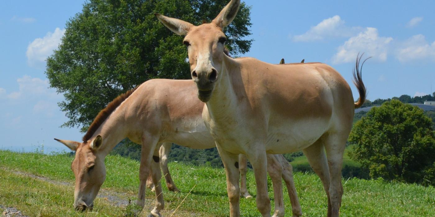 Two female onagers grazing in a field. The onager in the foreground is vocalizing with her mouth open.