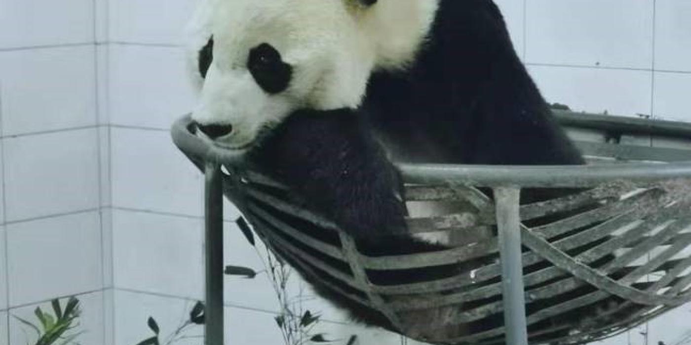 Bei Bei in his hammock at the Bifengxia Panda Base. 