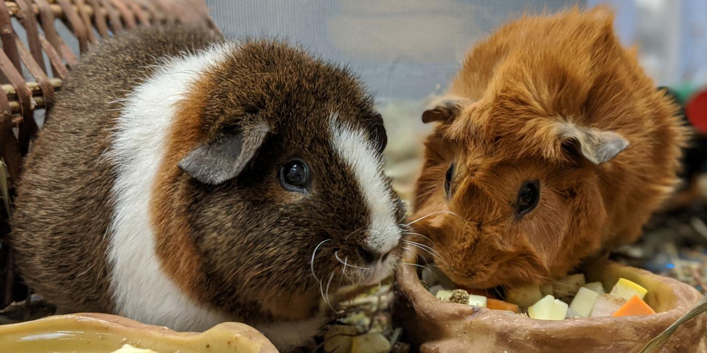 Guinea pigs Imilla and Miski eating