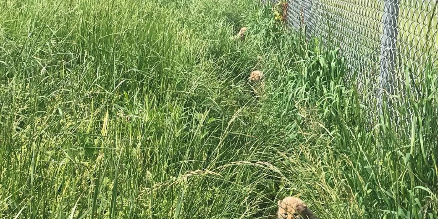 Five-week-old cheetah cubs in the tall grass. 