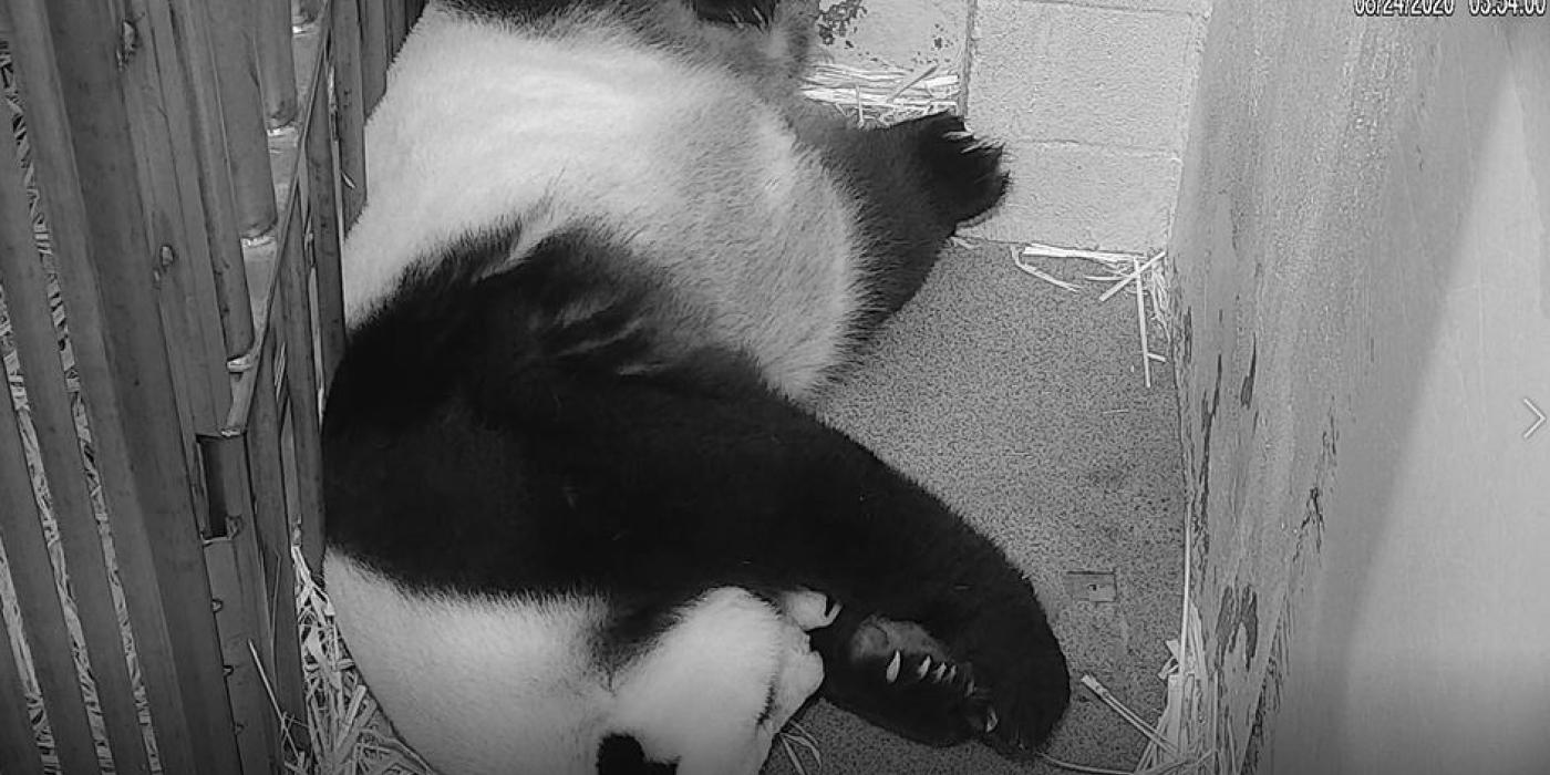 Aug. 24: Giant panda Mei Xiang holds her cub born Aug. 21, 2020 between her paws to keep it warm.