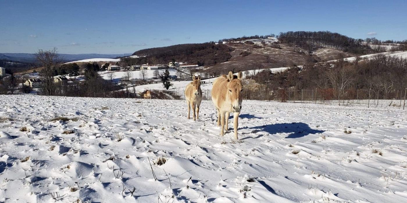 A Persian onager, a light brown equid, walking in the snow with a foal behind her. 