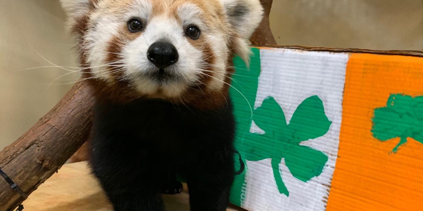 Red panda Asa with St. Patrick's Day enrichment. 