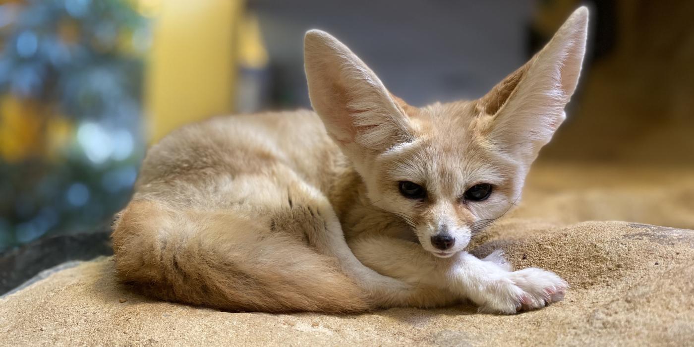 Fennec fox Daisy is laying down atop a pile of sand in her Small Mammal House habitat. Her head is raised, and she is looking at the viewer.