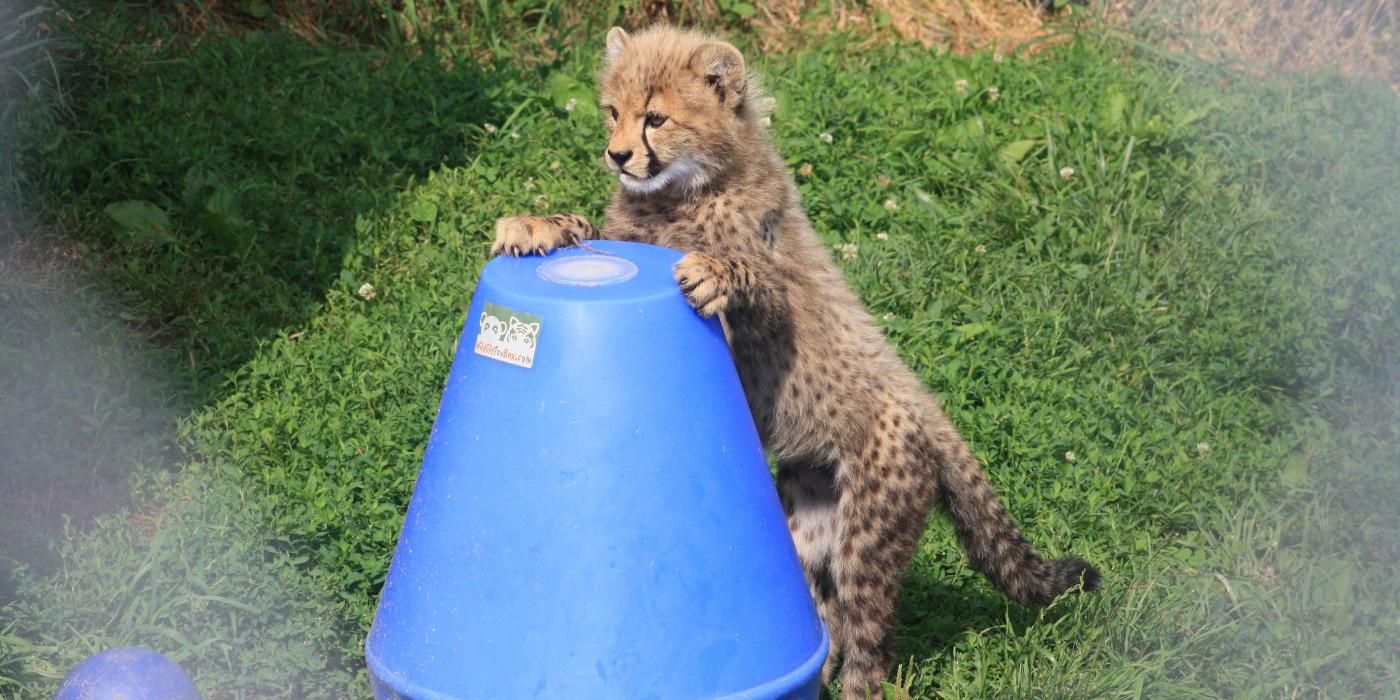 Three-month-old cheetah cub at the Smithsonian Conservation Biology Institute plays with an enrichment toy.