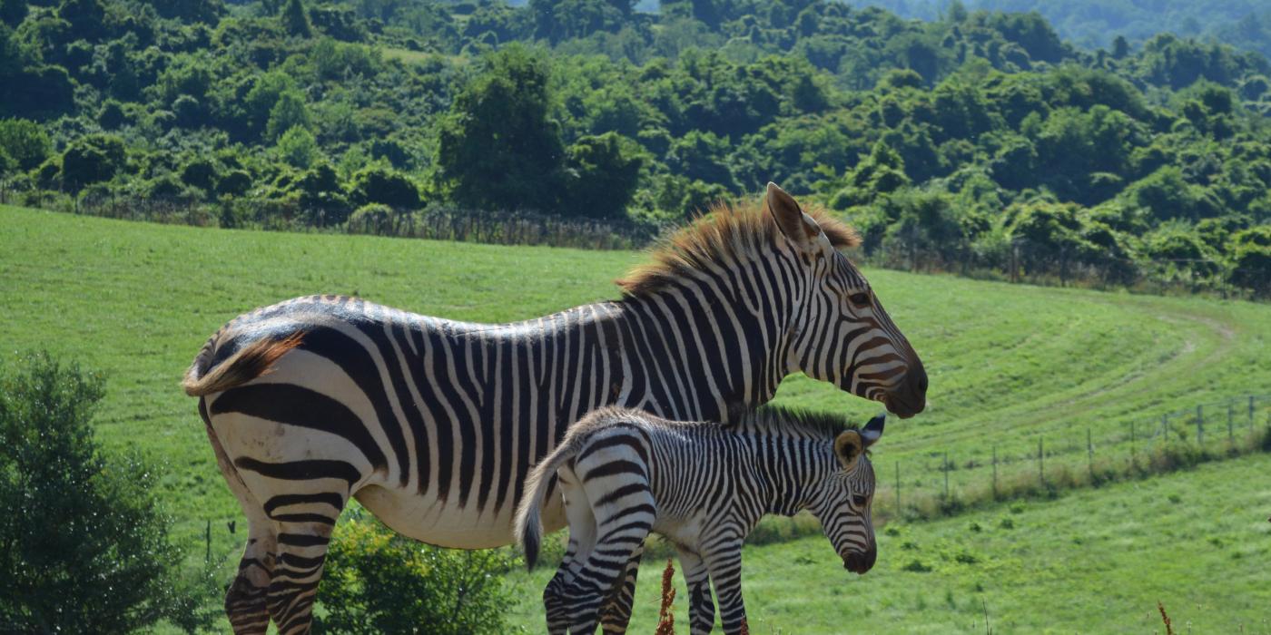 For the first time in the Smithsonian Conservation Biology Institute’s (SCBI) history, ungulate keepers celebrated the birth of a male Hartmann’s mountain zebra at the Front Royal, Virginia, facility. The colt was born overnight July 2, 2020.