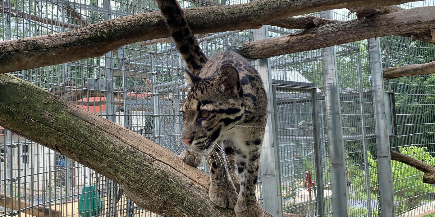 Clouded leopard Ariel stands on a tree branch in her outdoor enclosure.