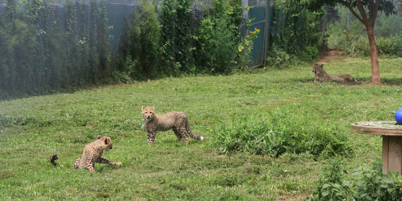 4-month-old cheetah cubs at SCBI in their outdoor habitat. 