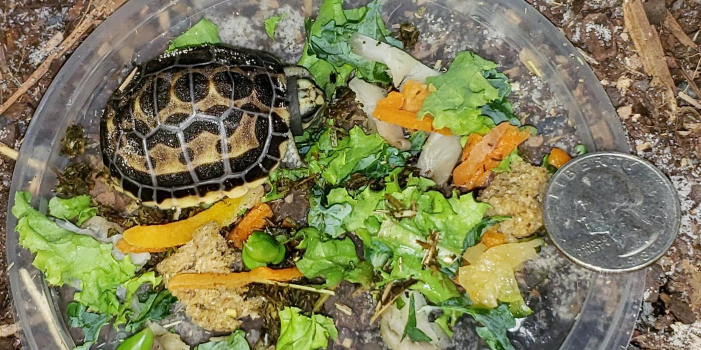 A 'surprise' spider tortoise hatched at the Reptile Discovery Center July 5. 