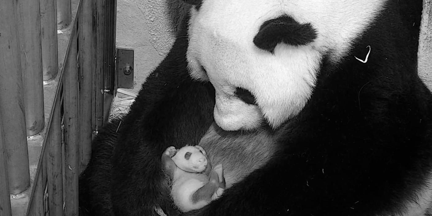 Giant panda Mei Xiang cradles her cub on Sept. 13, 2020.