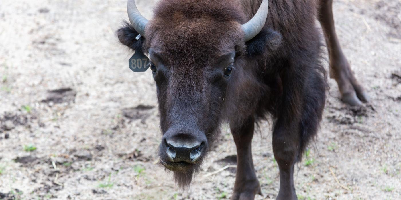 American bison Lucy