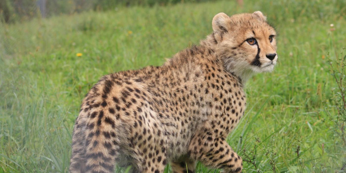 A five-month old cheetah cub explores its habitat at the Smithsonian Conservation Biology Institute. 