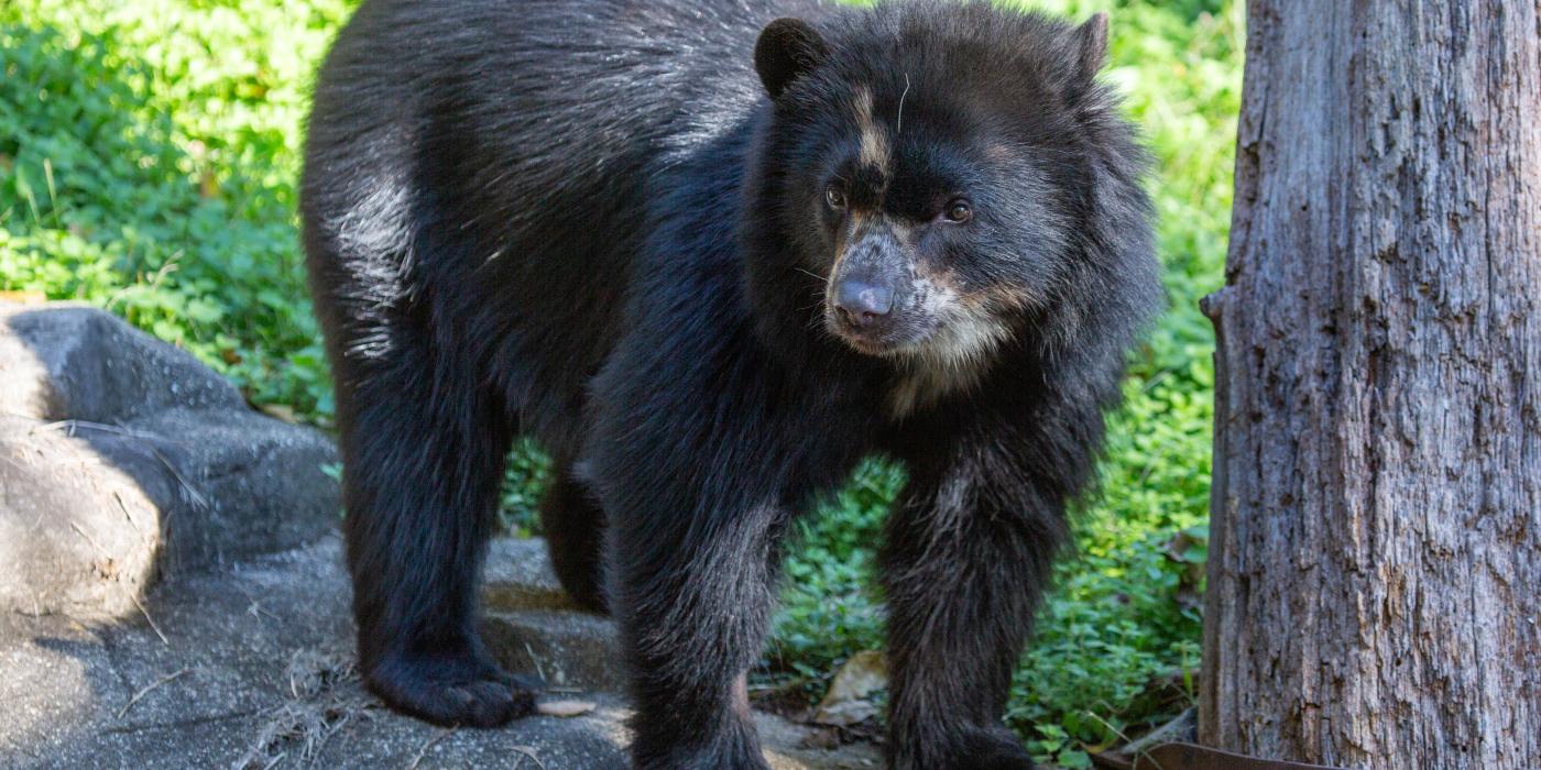 Andean bear Brienne on exhibit. 