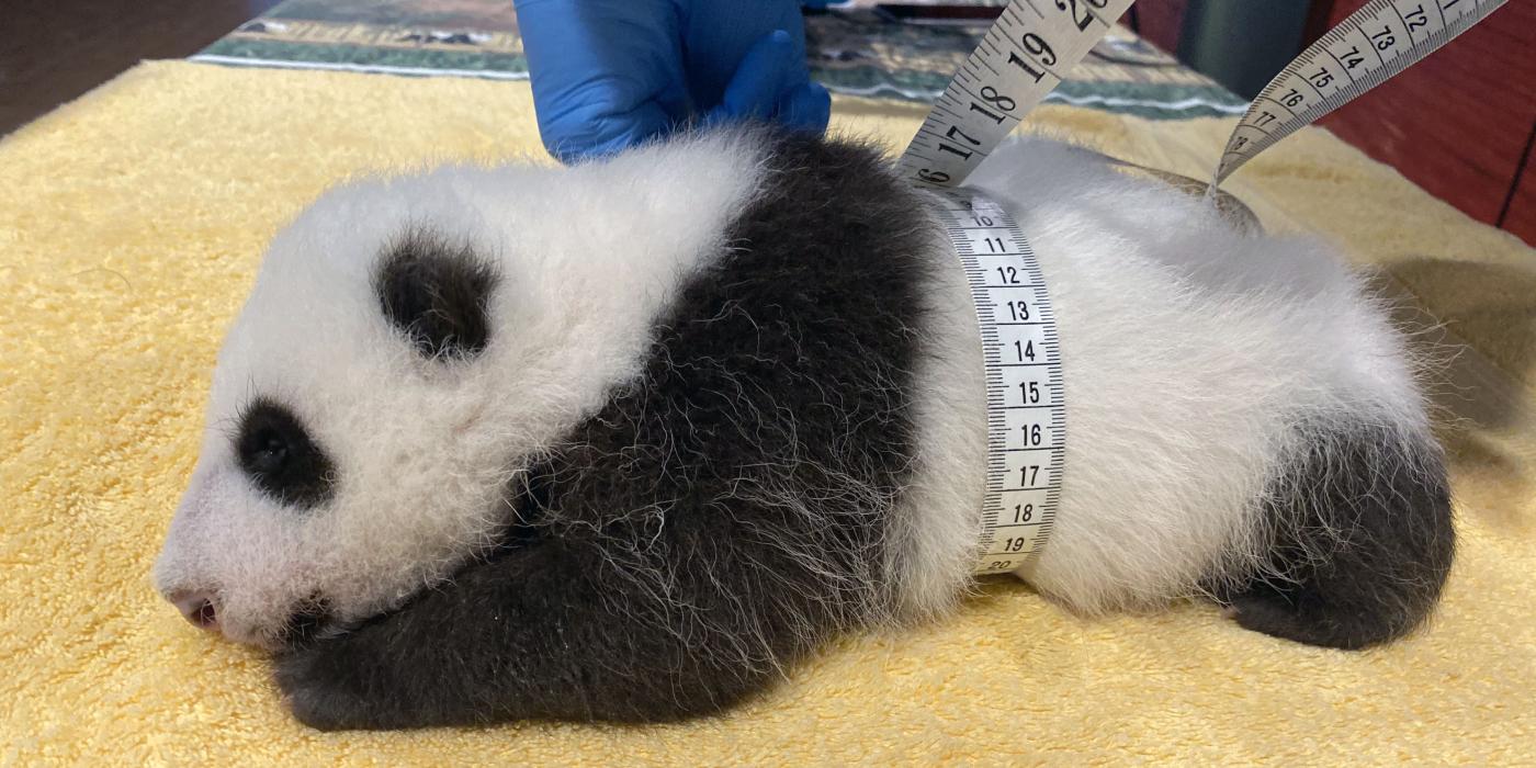 Giant panda keeper Marty Dearie measures the male giant panda cub's abdominal girth.