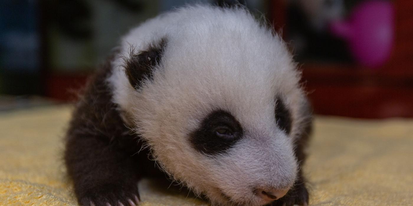 The Zoo's 7-week-old giant panda cub receives a routine check-up. 