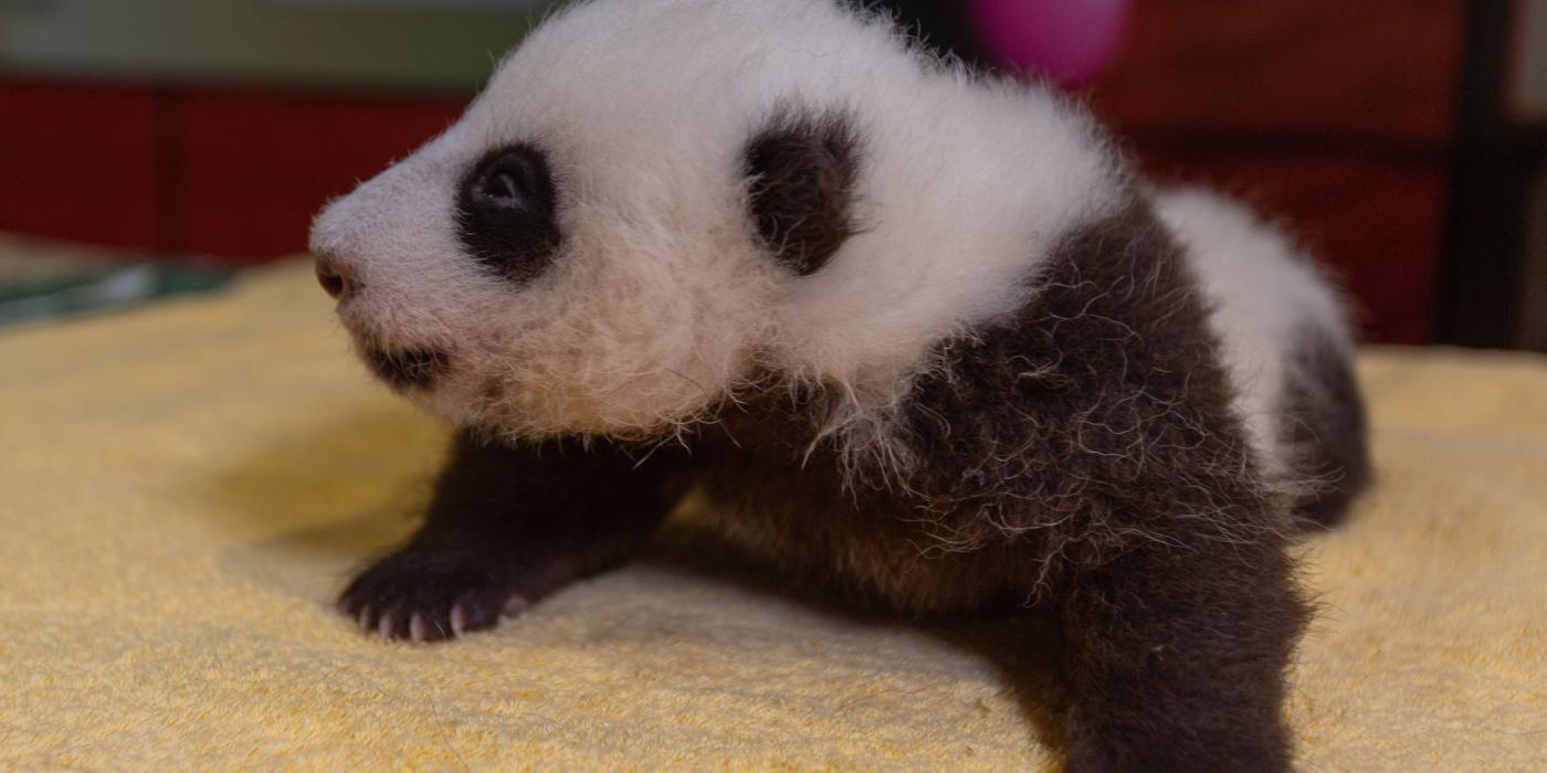 The Zoo's 7-week-old panda cub receives a routine check-up at Smithsonian's National Zoo. 