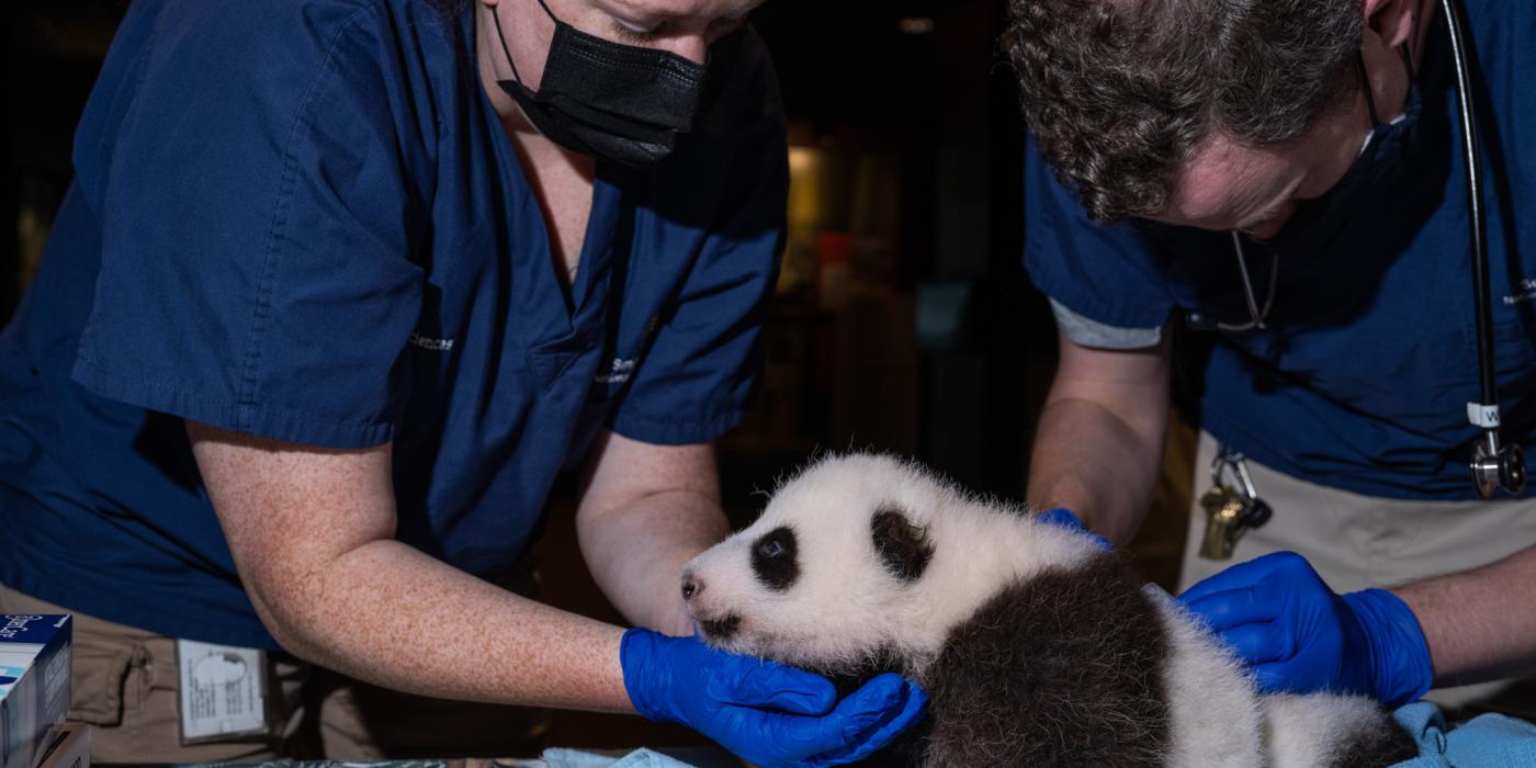 The Smithsonian's National Zoo's 2-month-old giant panda cub receives his second veterinary exam Oct. 19, 2020.