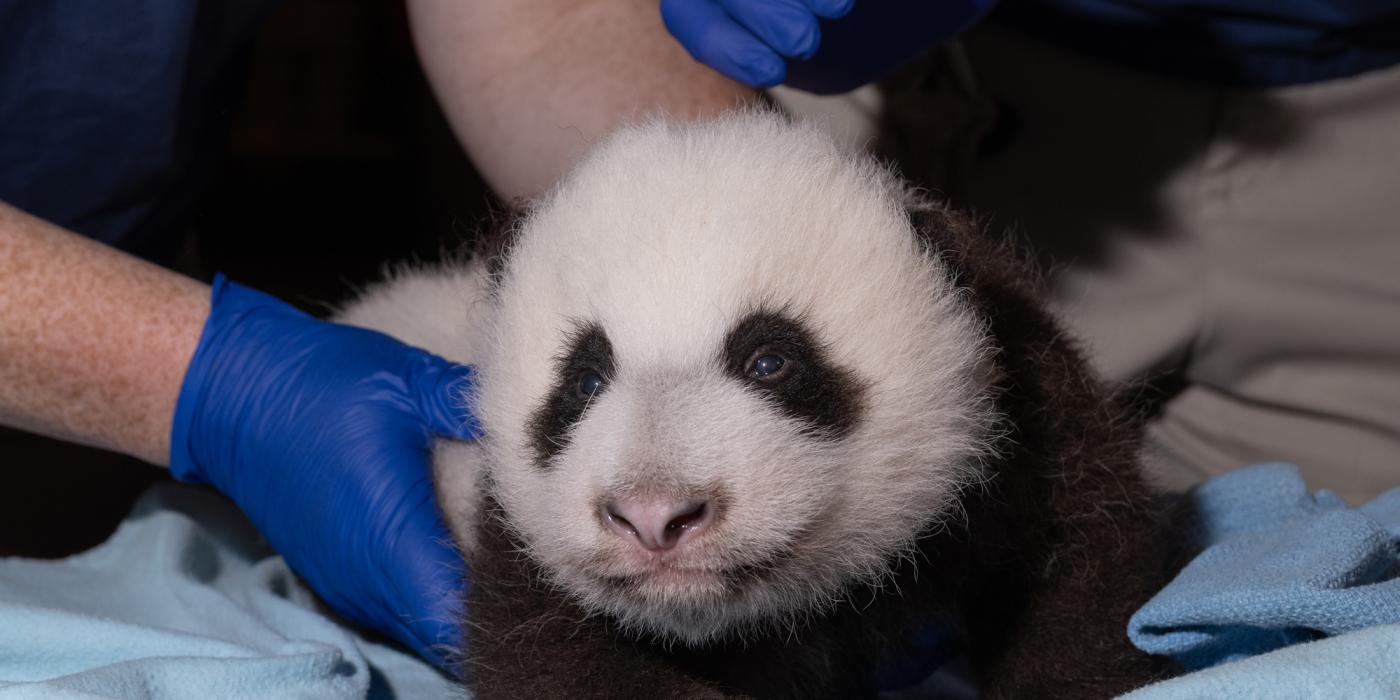 The Smithsonian's National Zoo's 2-month-old giant panda cub receives his second veterinary exam Oct. 19, 2020.