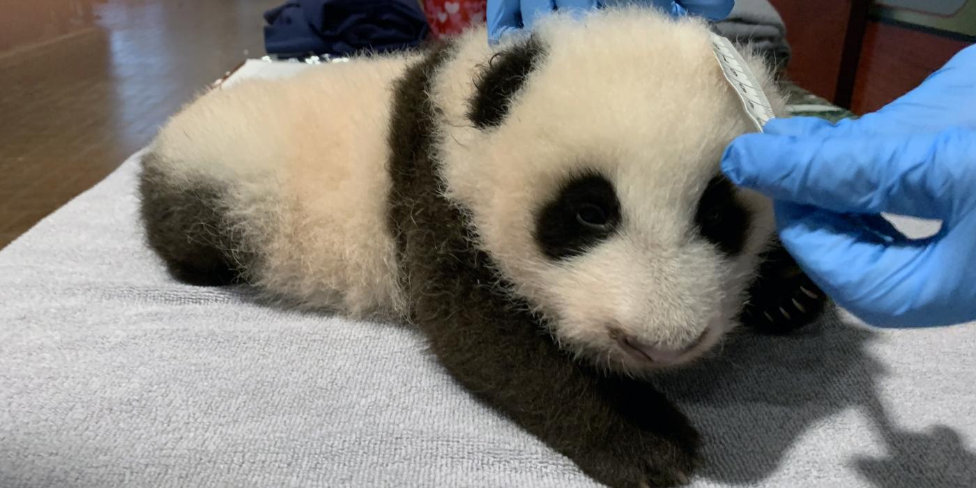 Keeper Marty Dearie measures the Zoo's 9-week-old giant panda cub. 