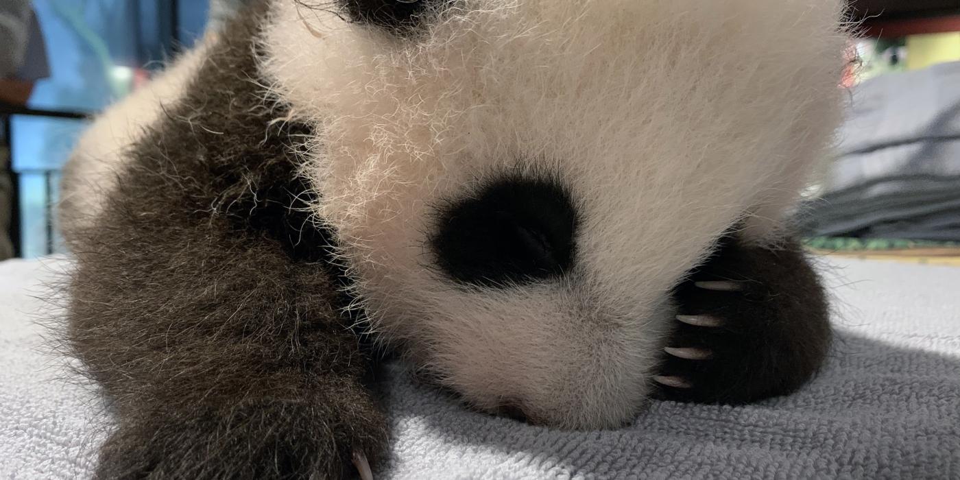 The Zoo's 9-week-old panda cub fell asleep after keepers took his measurements Oct. 29.