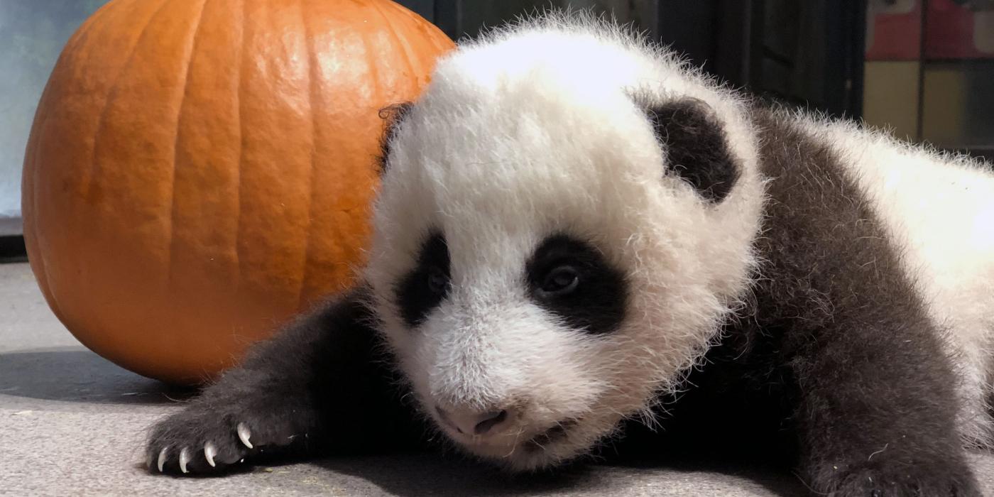 The Zoo's 10-week-old giant panda cub received a pumpkin as enrichment for Halloween. 