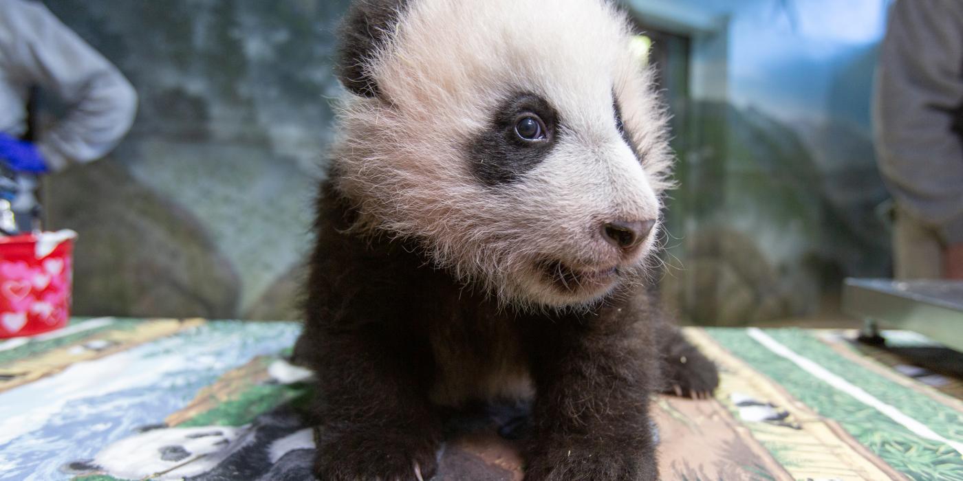 A young giant panda cub with black-and-white fur, round ears and small claws stands on a table in the indoor panda habitat at the Smithsonian's National Zoo during a routine exam