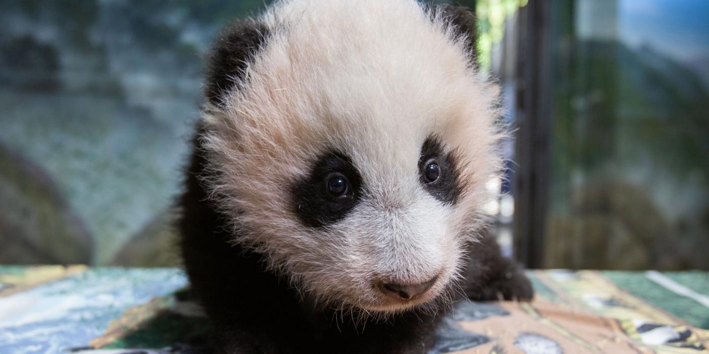 Three-month-old giant panda cub Xiao Qi Ji on Dec. 2, 2020 at Smithsonian's National Zoo.