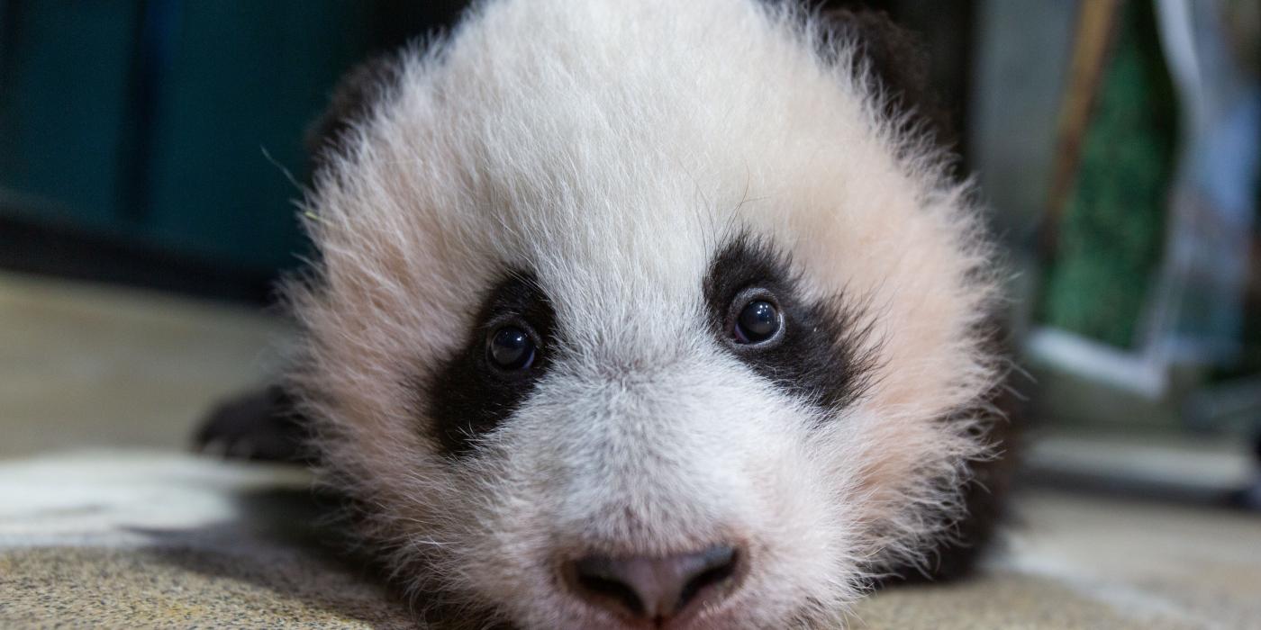 Three-month-old giant panda cub Xiao Qi Ji on Dec. 2, 2020 at Smithsonian's National Zoo.