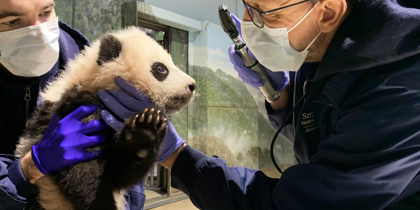 Dec. 9 | Dr. Don Neiffer examines giant panda cub Xiao Qi Ji's eyes while veterinary technician Brad Dixon holds him steady.