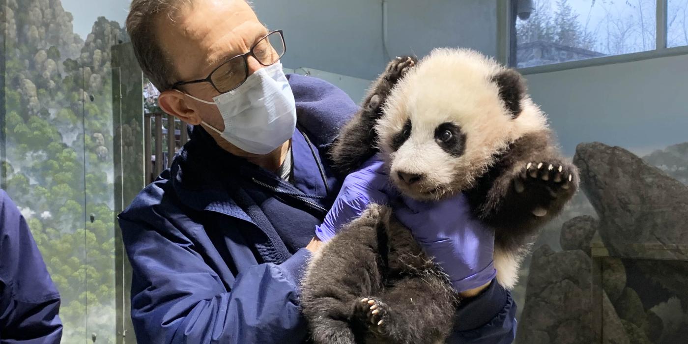 Dec. 9 | Chief veterinarian Dr. Don Neiffer examines 3.5-month-old giant panda cub Xiao Qi Ji.