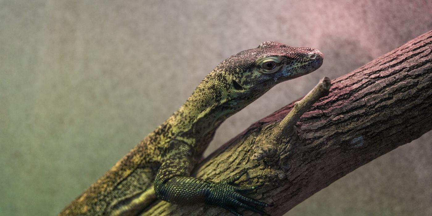 A young Komodo dragon (monitor lizard) with a long, slender body resting on a tree branch